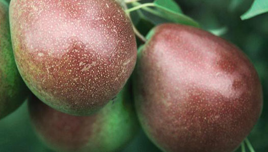 gilbysorchard.com