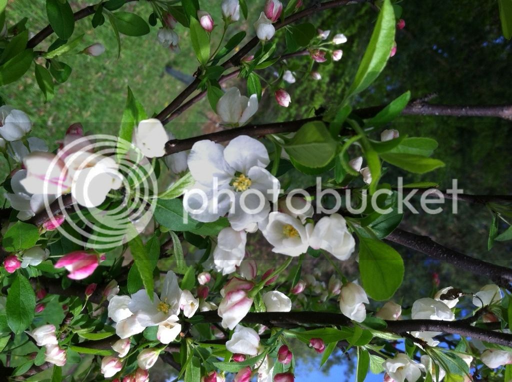 photo%2041_zpsg2ut4xe5.jpg