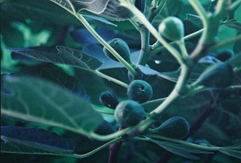 www.gardenguides.com
