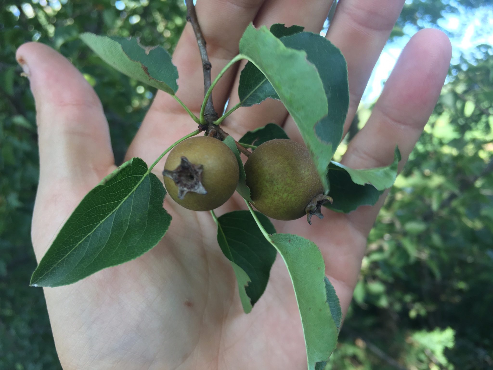 WILD PEARS