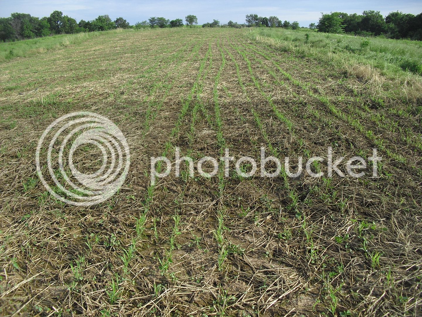 Milosoybeanplanting.jpg