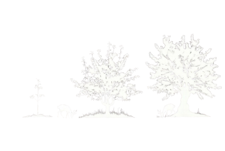 nativeforestnursery.com