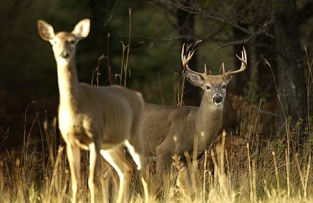 www.outdoornews.com