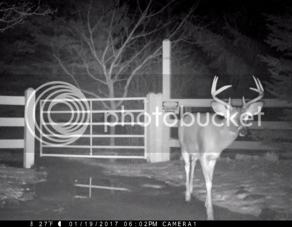 buck%201-19-17.png_zpspc3ivofj.jpg