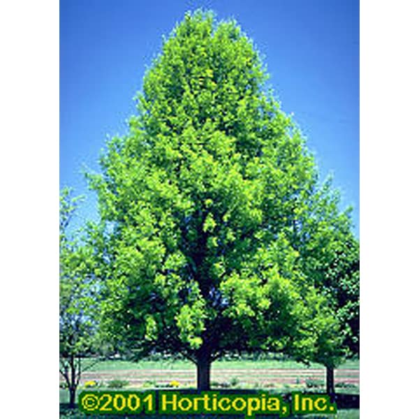 www.pikespeaknurseries.net