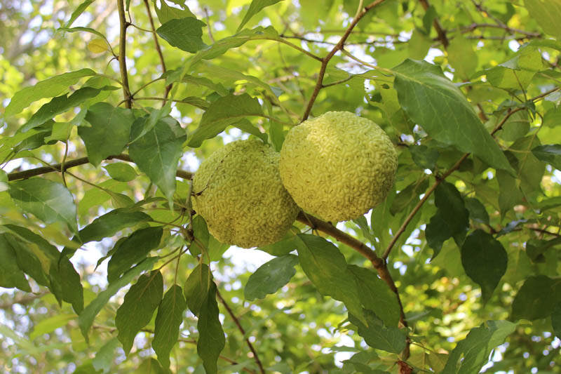 www.gardenia.net