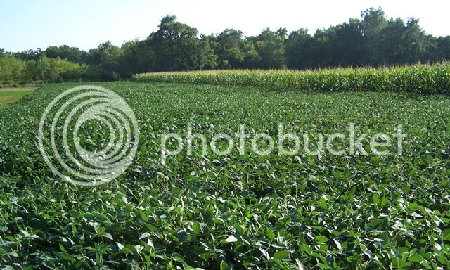 Soybeans-11-sep-2013_zpsd640d4fb.jpg