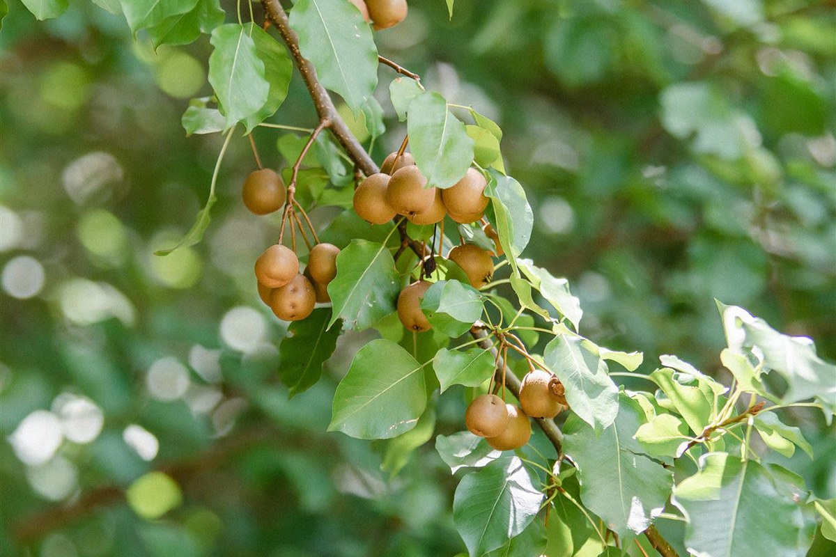 www.wildtree.co