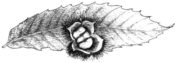 www.accf-chestnut.org