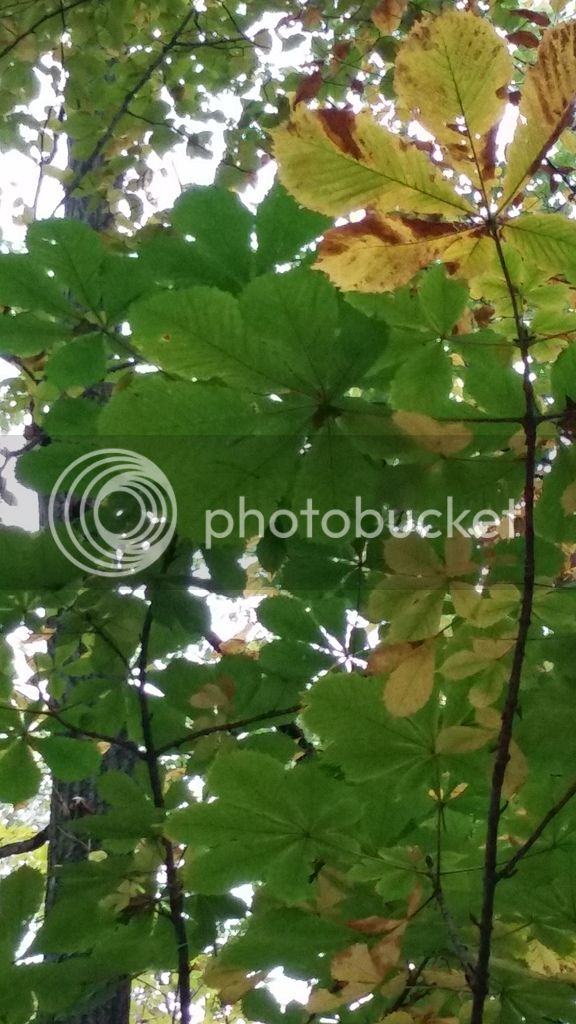 20161015_161513_zpsyfyun4vj.jpg