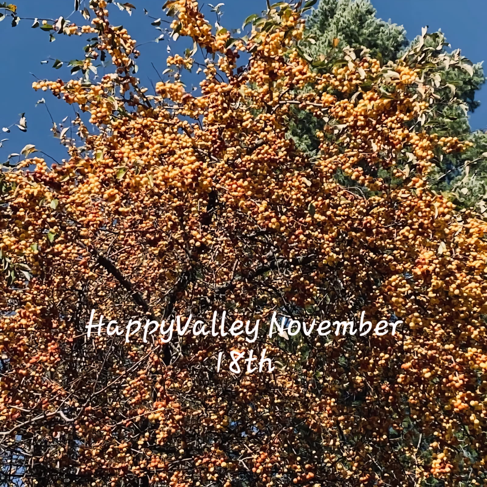 bluehillwildlifenursery.com
