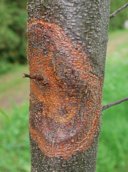 www.invasivespeciescentre.ca