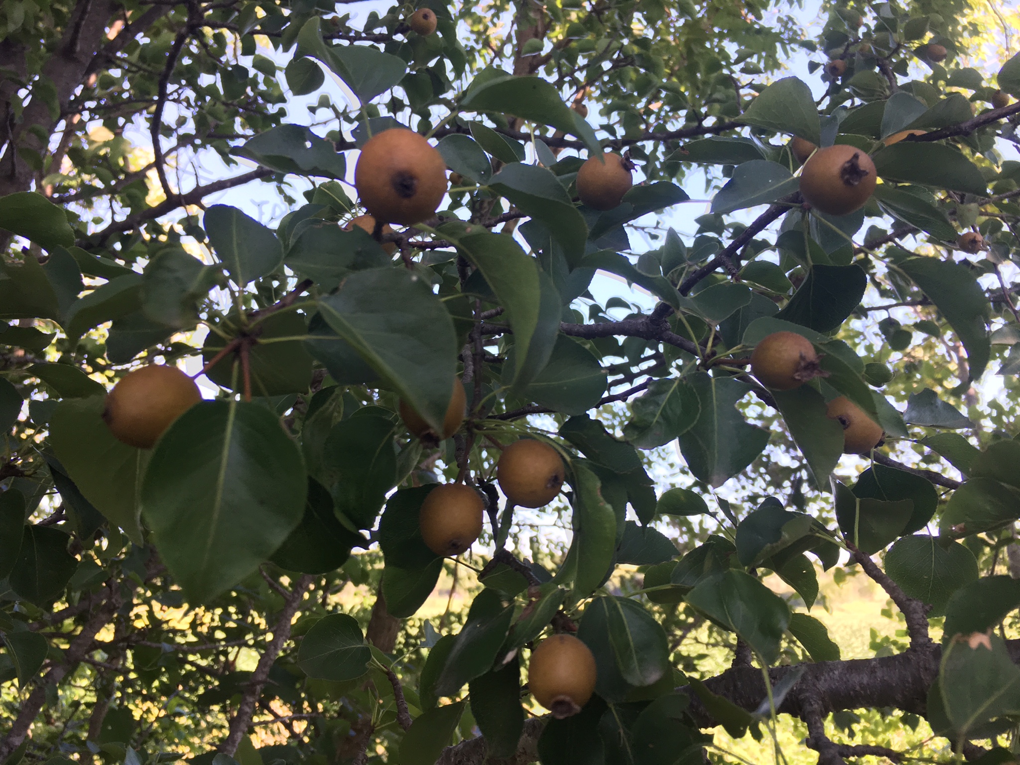 WILD PEARS