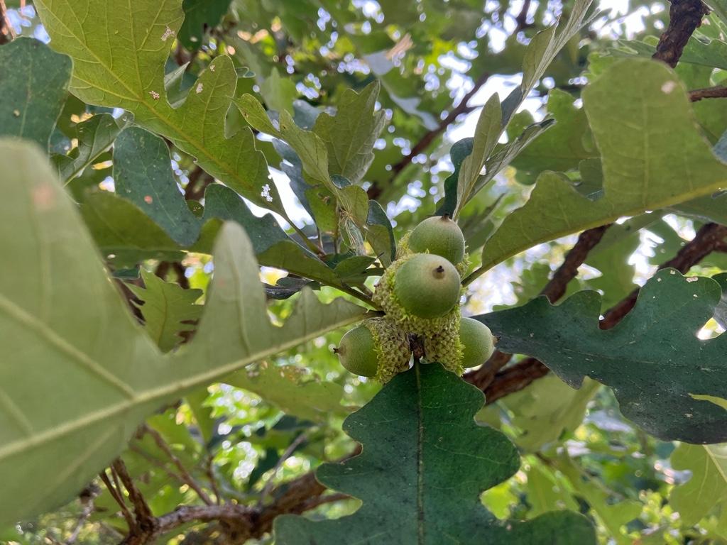 Oak trees keep dropping acorns this fall. Here's how a 'mast' year