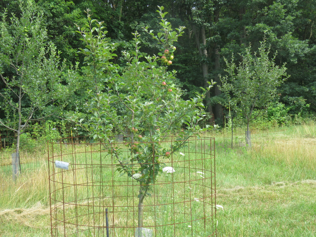 Ricks Garden Center  Honeycrisp Apple #7