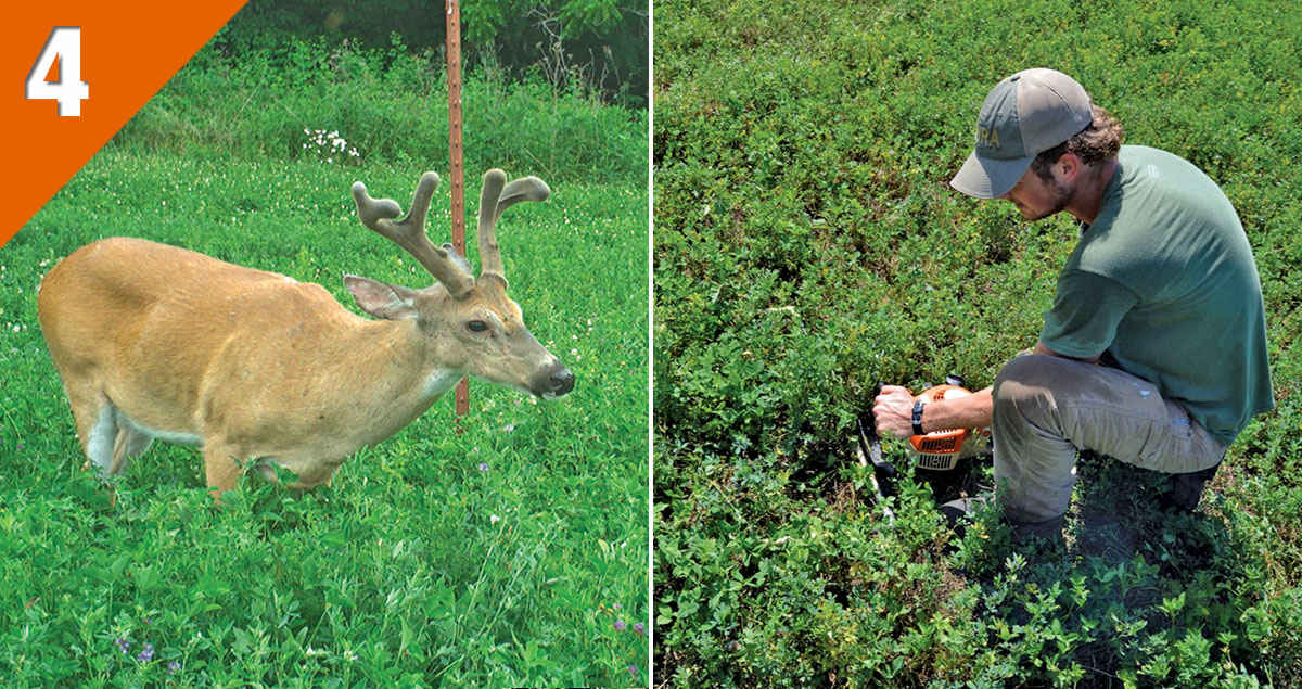 deerassociation.com