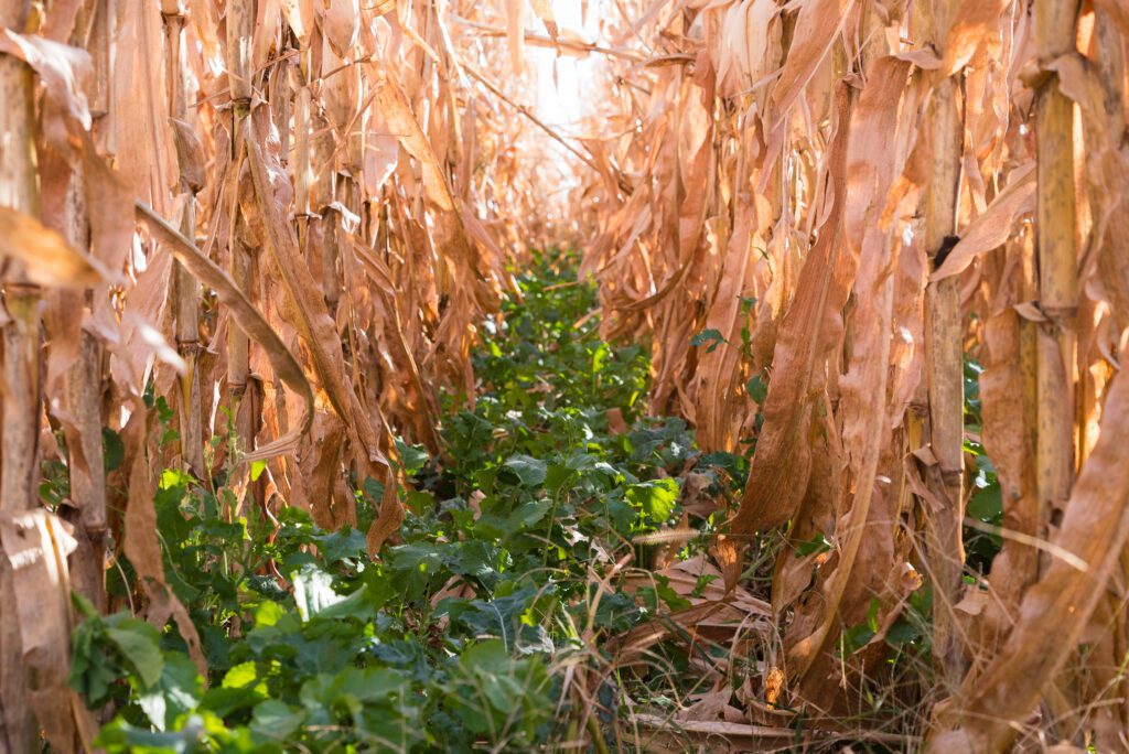 greencover.com