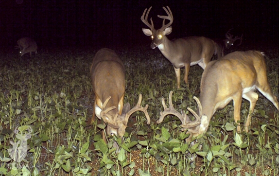 deerassociation.com