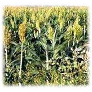 meritseed.com