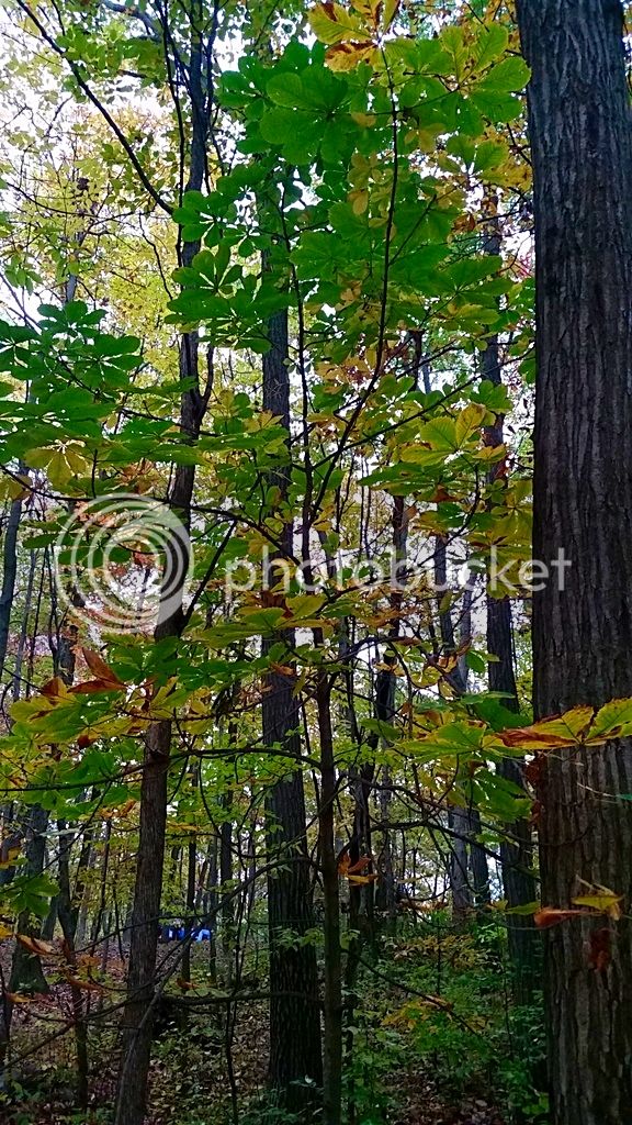 20161015_161503_zpscjg3tnyn.jpg