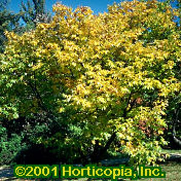 www.pikespeaknurseries.net