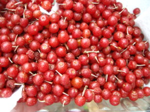 wildfoods4wildlife.com