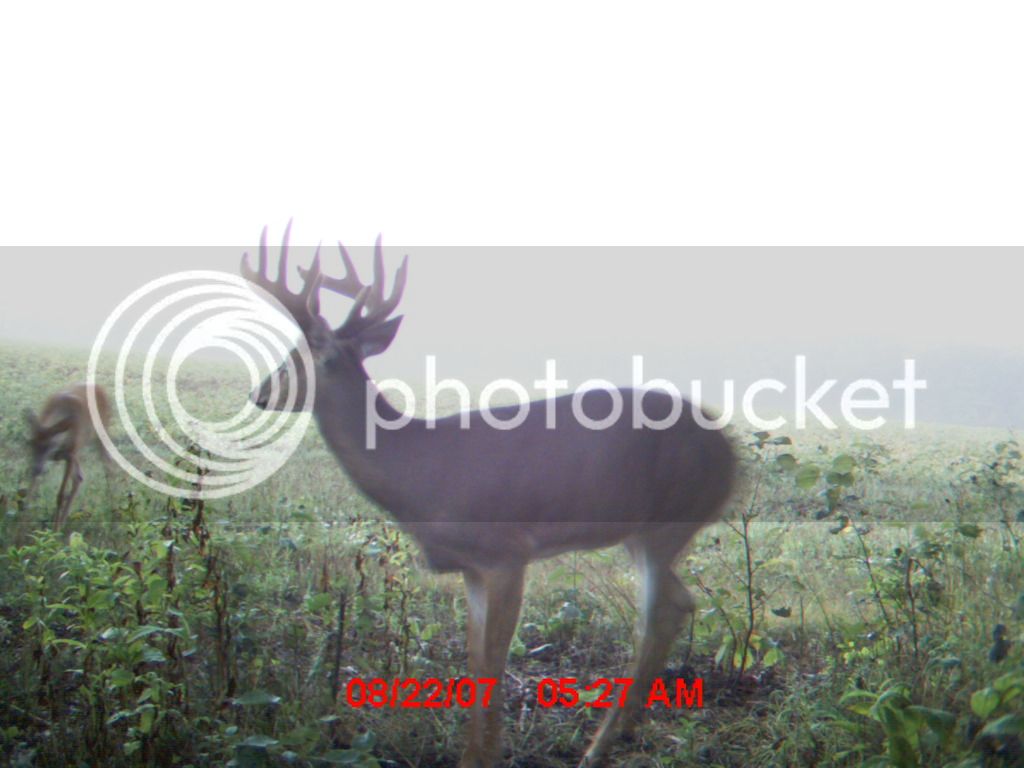 Deer%20043_zpsv4fhkain.jpg