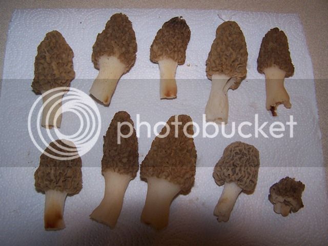 morels-woodsrd-640x480-20140516_zps7d92bb0f.jpg