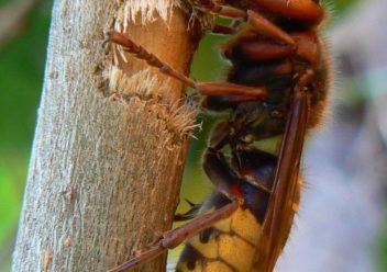 675px-European_hornet_lateral_view-352x248.jpg