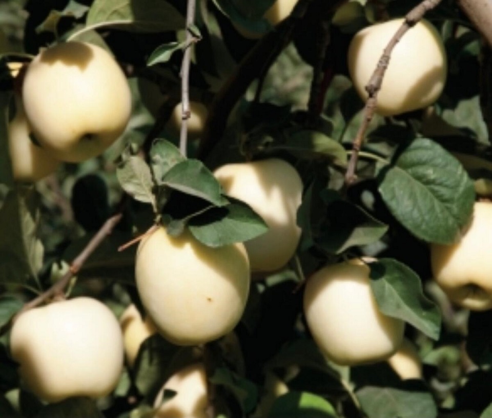 white apple fruit