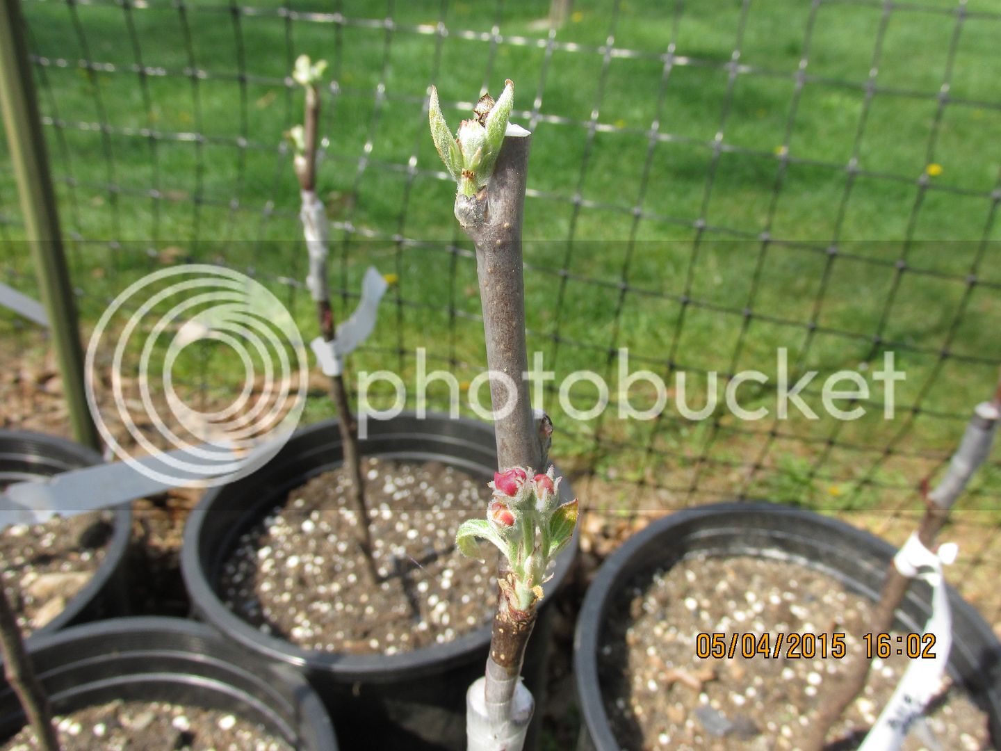 2015%20grafts%205-3-15%20004_zpssopiqmau.jpg