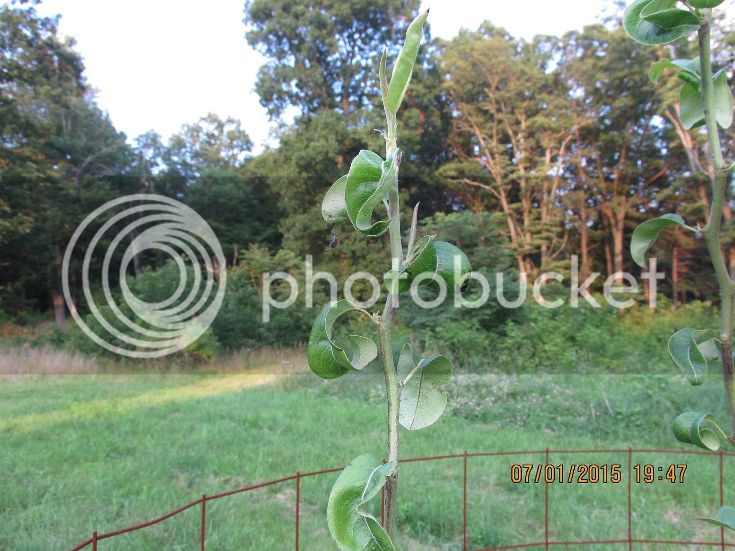 7-1-15%20019_zpsa6uwn3vn.jpg