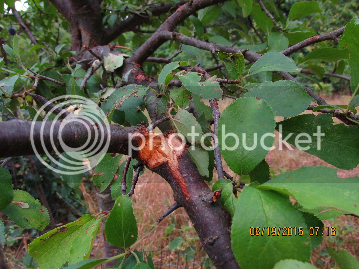 8-19-15%20013_zps0urni4xg.jpg