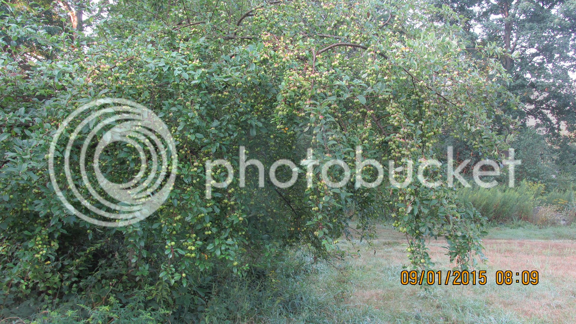 Crabapples%20007_zpsy1ms6lix.jpg