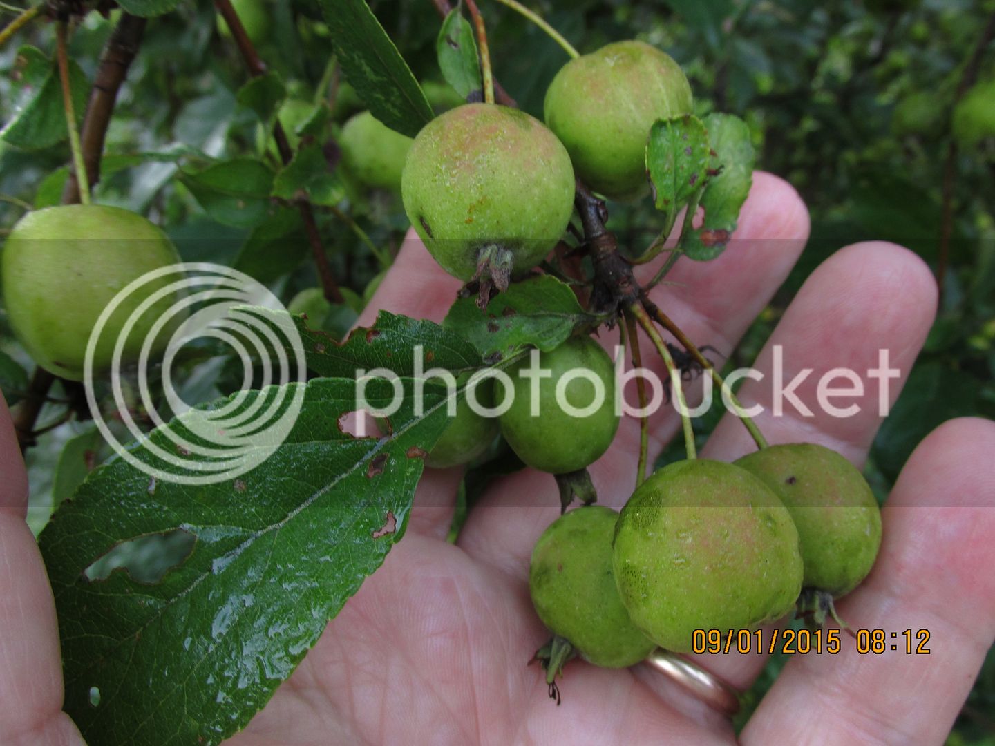 Crabapples%20014_zps4je7gcwj.jpg