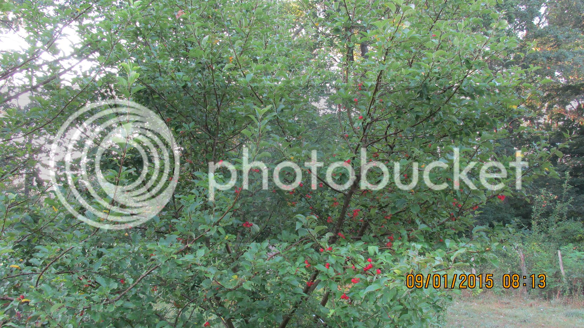 Crabapples%20016_zpslokjyugb.jpg