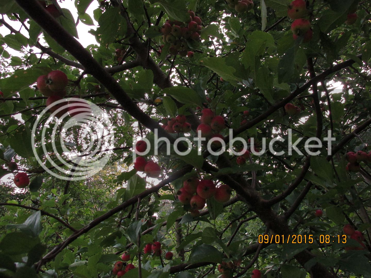 Crabapples%20020_zpsceus58hn.jpg
