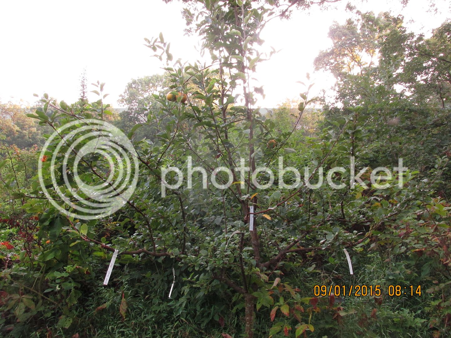 Crabapples%20022_zpsglr8bdq1.jpg