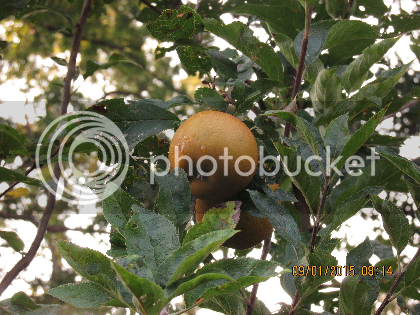 Crabapples%20023_zps6sanuipy.jpg