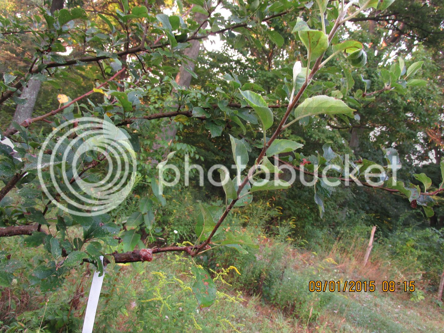 Crabapples%20024_zpswtcvm2wr.jpg