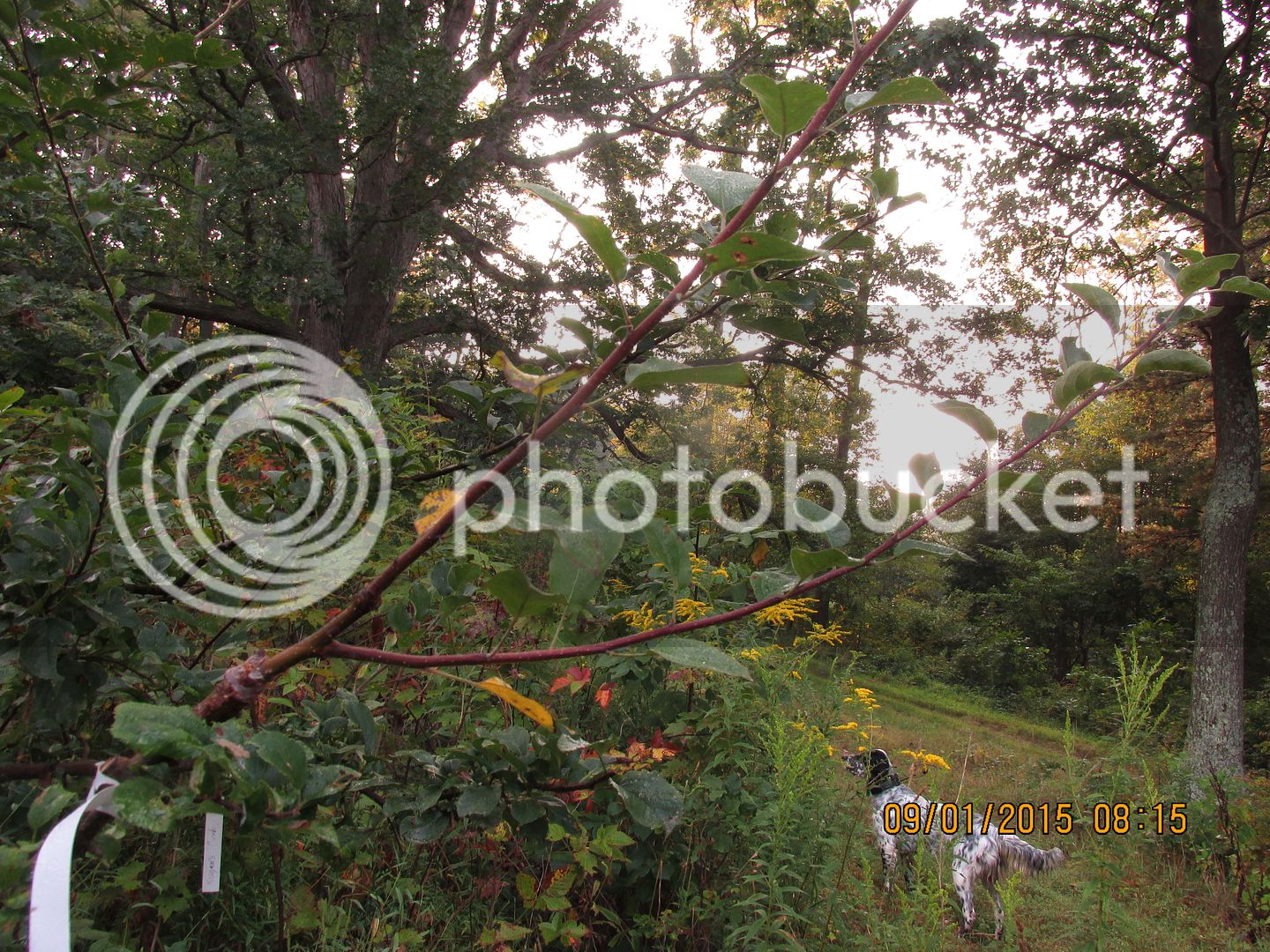 Crabapples%20025_zpsepgggyhx.jpg