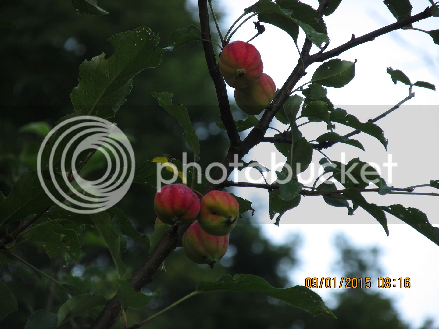 Crabapples%20029_zps5wl9qqce.jpg