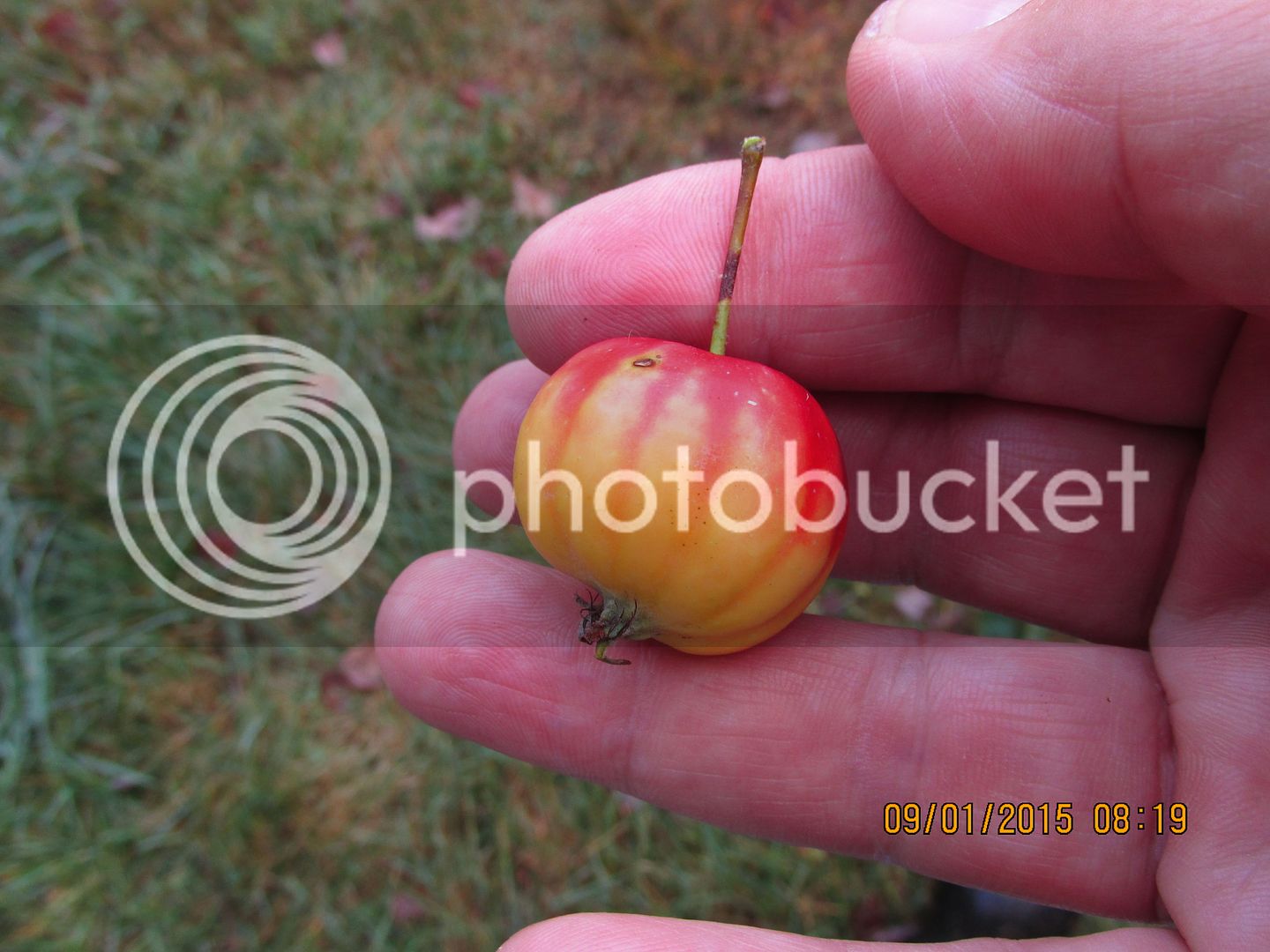 Crabapples%20040_zpss6g9hvbp.jpg