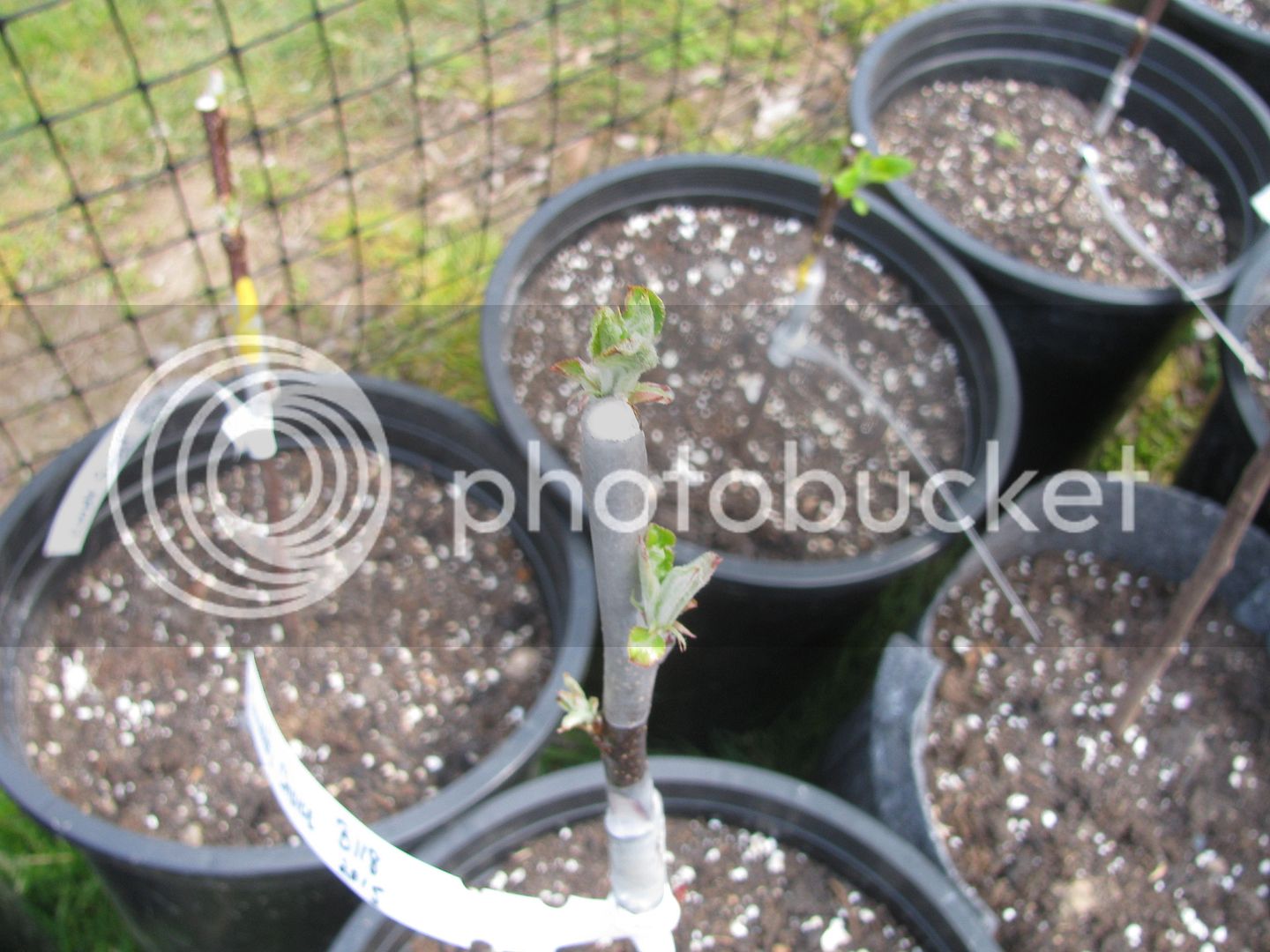 Grafts%205-3-15%20B%20003_zpsshteepek.jpg