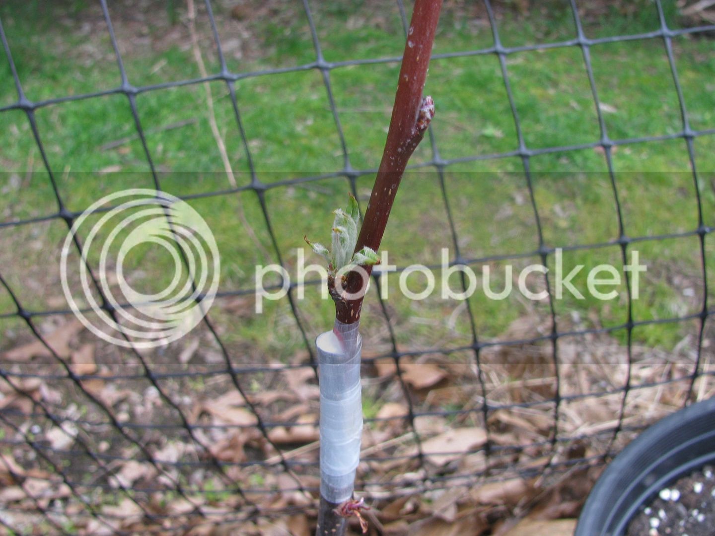 Grafts%205-3-15%20B%20009_zpse1q1botx.jpg