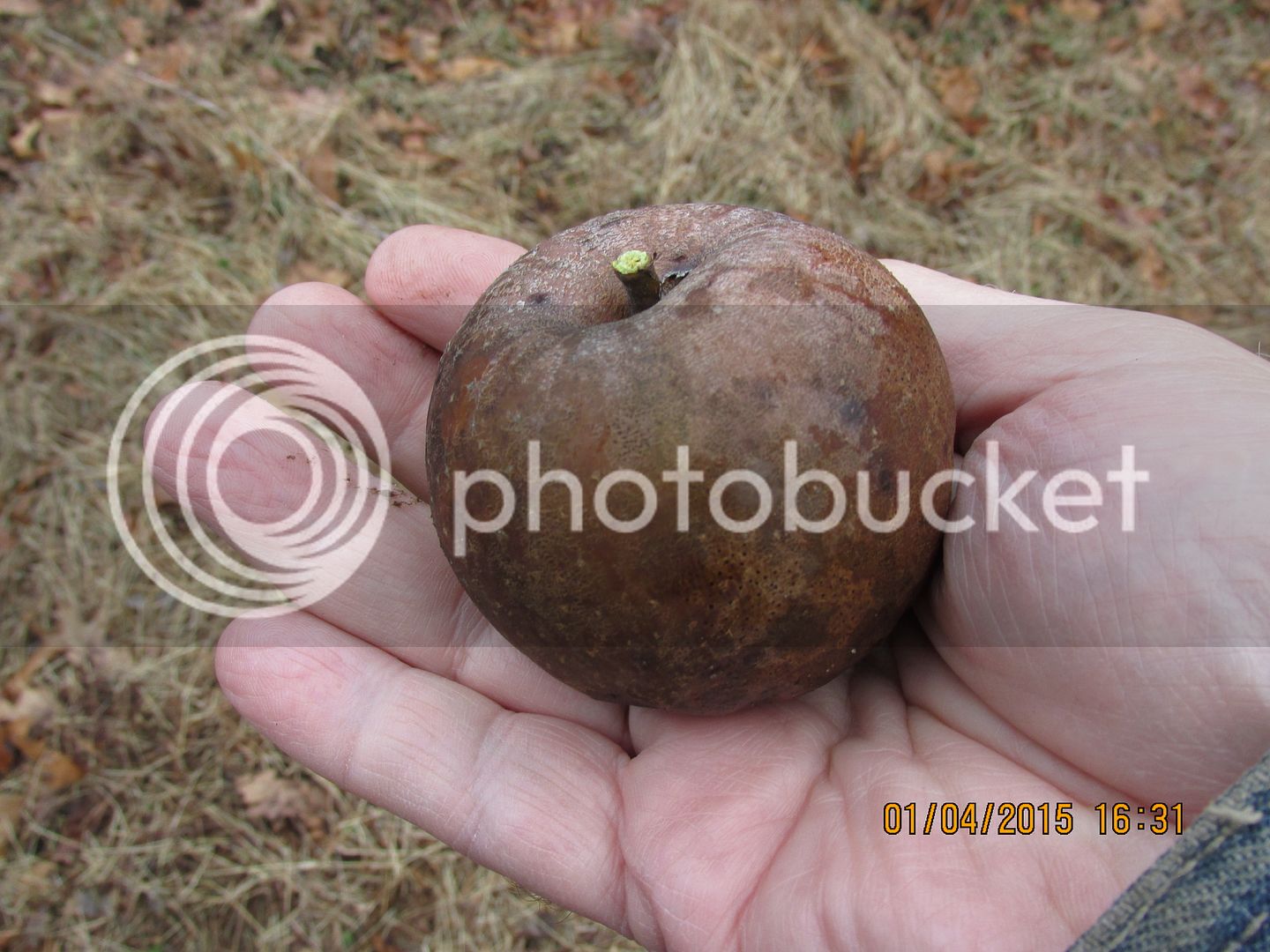Sinkholeapple1-4-15007_zpsbe673f5b.jpg