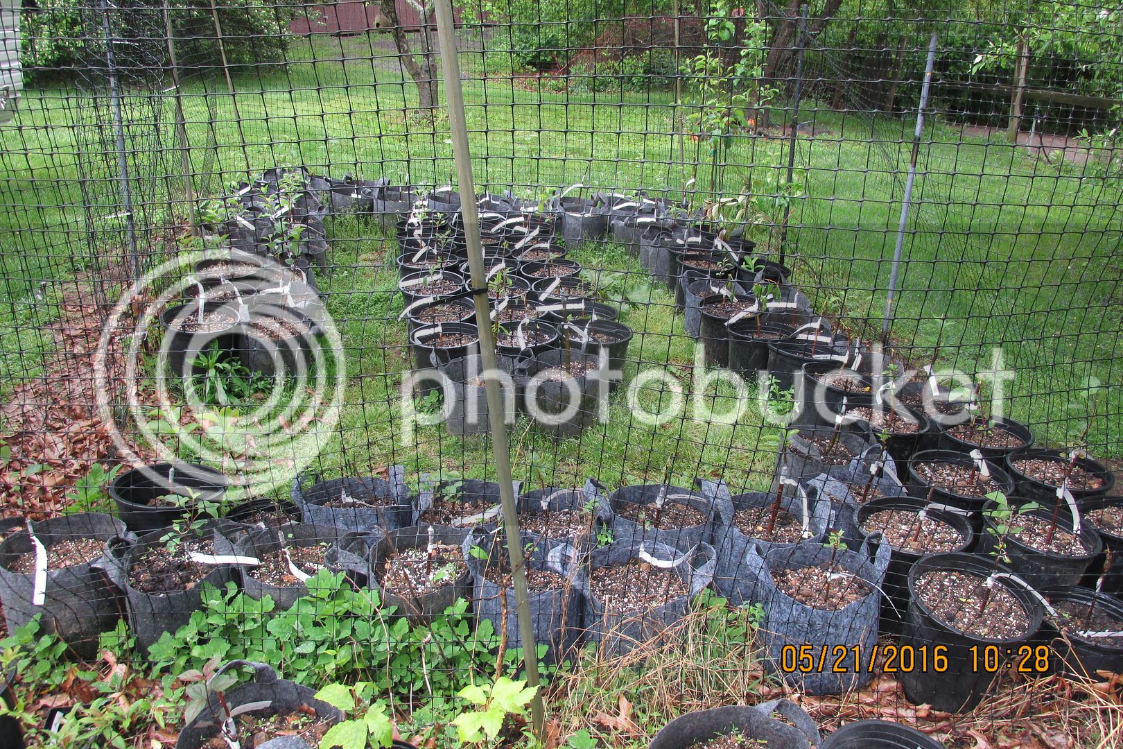 Apples%20amp%20chicks%20Zeke%20Wren%20nest%20015_zpssqc3lexh.jpg