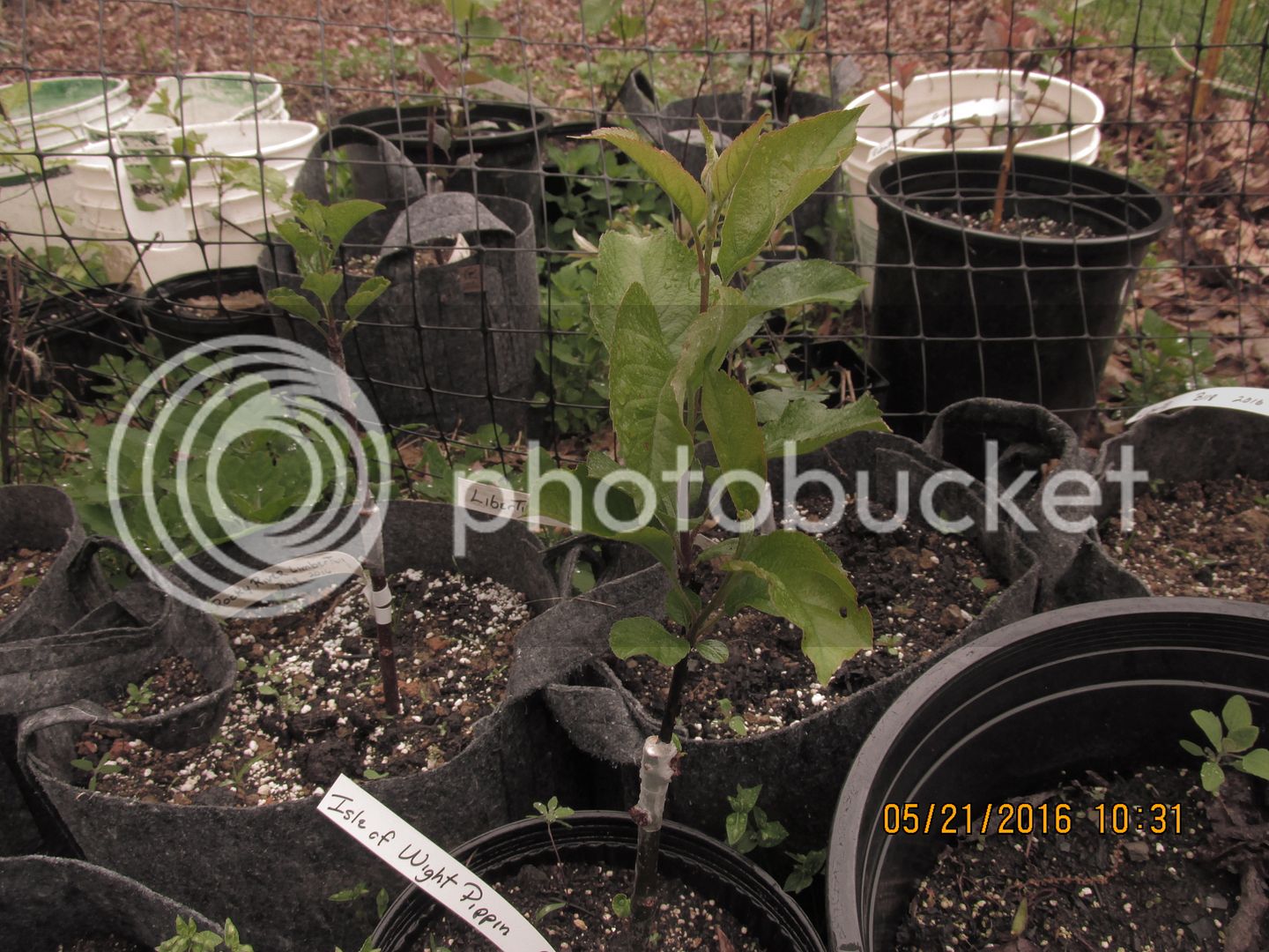 Apples%20amp%20chicks%20Zeke%20Wren%20nest%20017_zps719jdnzr.jpg