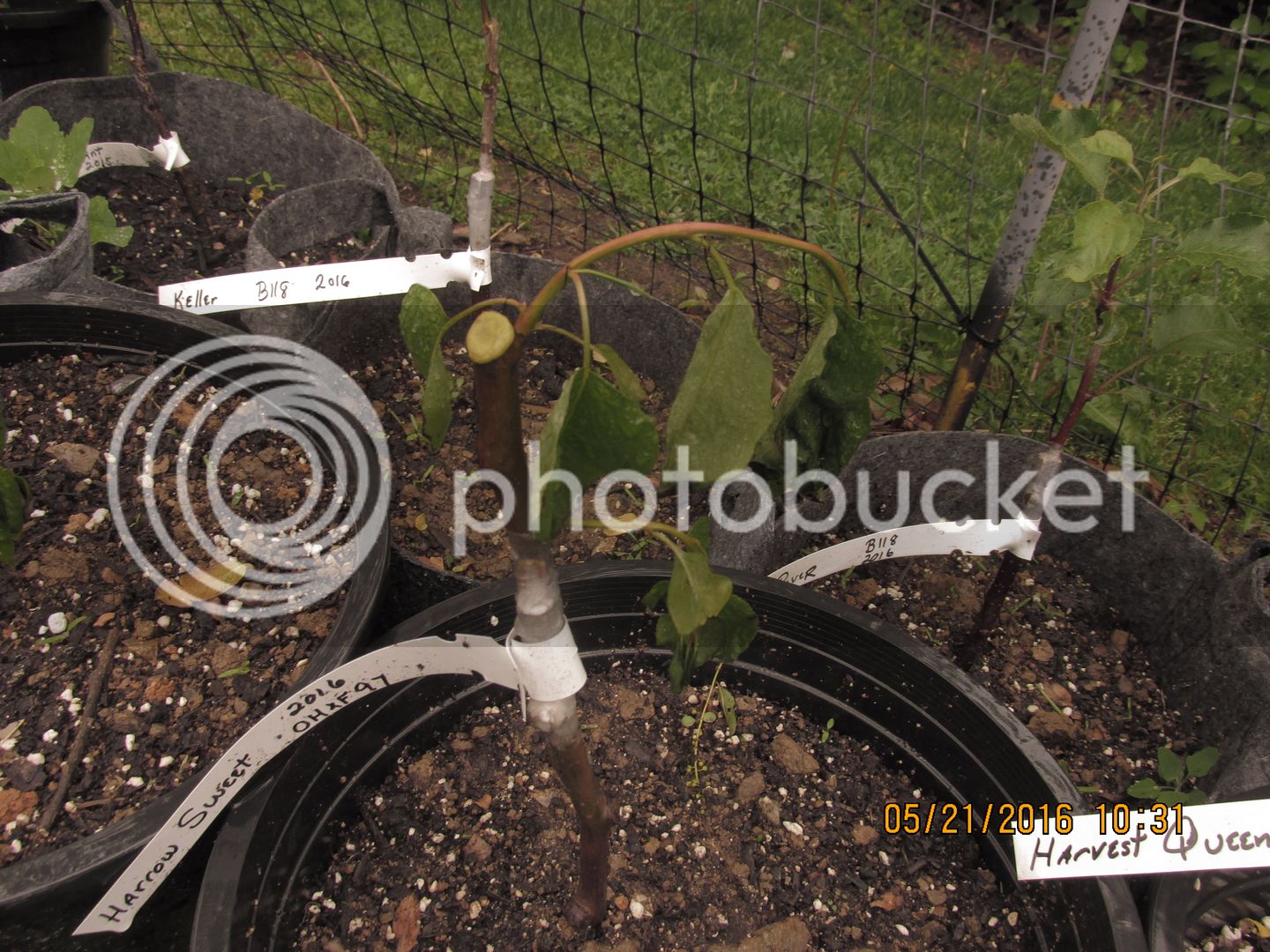 Apples%20amp%20chicks%20Zeke%20Wren%20nest%20021_zpsxknmtadu.jpg
