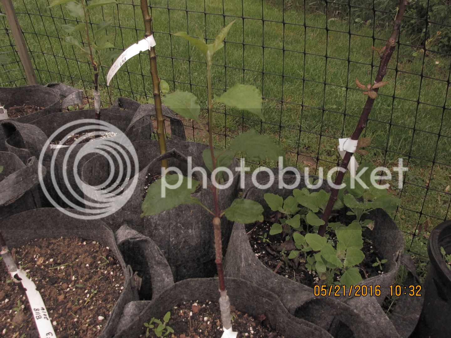 Apples%20amp%20chicks%20Zeke%20Wren%20nest%20023_zpsxsm14pwu.jpg